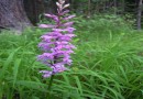 Dactylorhiza saccifera ©  Pandion Wild Tours